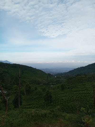 Lush, verdant hills meet a clouded sky, framing a distant cityscape. Green foliage densely covers the slopes, interspersed with trees and utility poles. A valley cuts through the hills, leading the eye towards the hazy urban expanse in the distance. The sky transitions from a pale blue near the horizon to a light, overcast gray above.