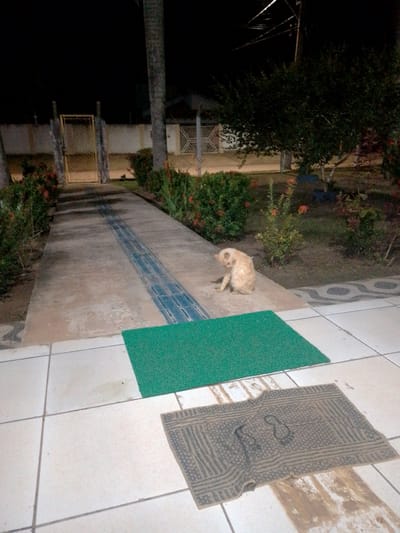 A light-colored, short-haired dog is sitting on a concrete walkway at night. The dog is facing away from the camera, with its head turned to its left. The walkway has a blue tiled strip running down its center. To the left of the walkway is a wall and a yellow gate. To the right of the walkway are bushes and trees. In the foreground, there are two doormats on a tiled floor. The doormats are a dark brown patterned mat and a green mat. The image appears to have been taken in Cáceres, Brazil.