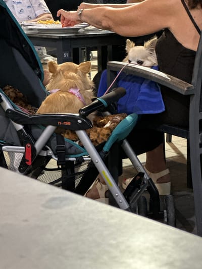 Two dogs, a tan-colored medium-sized dog wearing a pink collar and a small, white long-haired dog, are sitting in a "nurse" branded stroller with a teal seat and grey frame. A person in a black tank top is visible from the upper left corner. The stroller is positioned near stadium seating marked with "51". The picture was probably taken in Santa Pola, Spain, because the brand "nurse" is associated with products sold there.