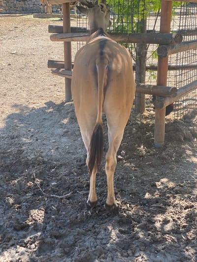 The image captures the rear view of a large, light brown animal, likely an antelope or a similar ungulate, standing in an outdoor enclosure. The animal has a long, thin tail with a darker tuft at the end. Its hindquarters and legs are prominently displayed, with the legs appearing muscular and ending in cloven hooves. The ground beneath the animal is a mixture of dark, damp earth and smaller pebbles.

Behind the animal, a rustic wooden fence made of rough-hewn logs forms part of the enclosure. The fence is constructed with vertical posts and horizontal rails. Beyond the wooden fence, a wire mesh fence is visible, suggesting a larger containment area. Green foliage from trees or shrubs can be seen through the mesh.

To the left of the animal, the ground is covered with gravel and small stones. In the background, partially obscured by the animal and the fence, are other animals of similar appearance and a low stone wall. Sunlight casts shadows on the ground, indicating an outdoor setting, likely during the day.

The scene is consistent with an enclosure in a zoo or wildlife park. Considering the prompt's reference to Belgrade, Serbia, this photograph could have been taken at the Belgrade Zoo (Beogradska zoo-vrt), which houses a variety of hoofed animals and features similar enclosure designs with wooden and mesh fencing.