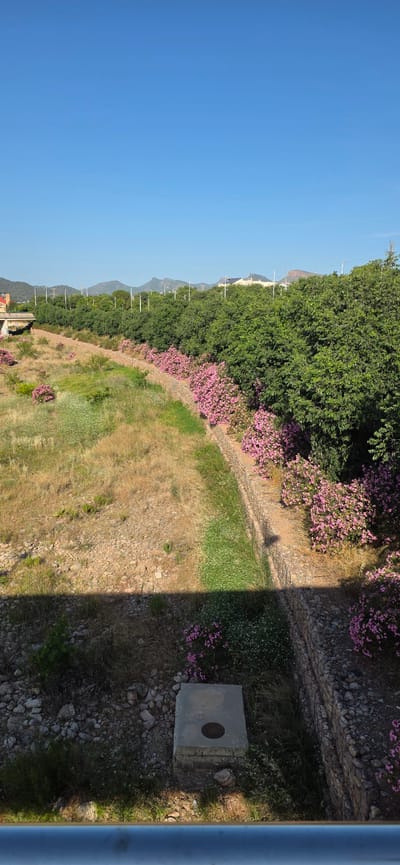 This vibrant landscape photograph, taken in Sagunto, Spain, captures a sunny outdoor scene, likely from an elevated viewpoint such as a train or overpass. The image is bathed in bright daylight, characterized by a clear, azure blue sky dominating the upper portion.
Stretching across the mid-ground, a dense line of verdant green trees forms a natural barrier or follows a ridge, with distant mountains faintly visible beyond them. In front of this treeline, an extensive array of bushes adorned with brilliant pink flowers, likely oleanders, adds a striking splash of color to the scene.
The lower half of the image depicts ground cover consisting of patches of dry, golden-brown grass intermingled with areas of greener vegetation and smaller wildflowers. A rough, unpaved path or track meanders along the base of the flowering bushes. In the immediate foreground on the right, a rectangular concrete utility box or manhole cover with a circular metal cap is visible. A prominent, straight-edged dark shadow extends across the lower right section of the ground and the concrete box, indicating the strong midday or early afternoon sun. A blue-grey metal rail or support structure partially frames the far-right edge of the photograph, reinforcing the elevated perspective of the shot.
No people or specific activities are depicted, giving the scene a tranquil and natural ambiance. No visible text is present.
