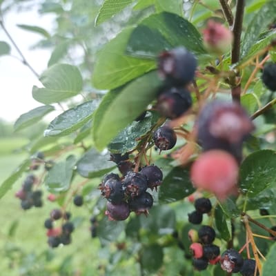 The image shows a close-up of a berry bush laden with ripe, dark purple berries. The berries are round to slightly oval and have a matte finish, with some appearing slightly wrinkled. They are clustered together on thin stems, with green leaves providing a backdrop. Many of the berries and leaves are dotted with small water droplets, indicating recent rain or dew. The overall lighting suggests an overcast day, creating a soft, diffused light. The background is blurred, showing hints of green foliage and a light, possibly cloudy, sky. There are no people or animals visible in the image. This scene is likely from a natural environment, such as a garden or park, within the city of Aktobe, Kazakhstan, where such berry bushes commonly grow.