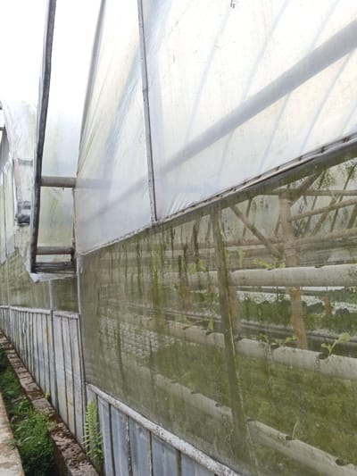 The image displays an exterior view of a greenhouse structure located in Na Sangkham, Laos. The foreground features the side wall of a long, tunnel-like greenhouse, extending from the lower left towards the upper right. The upper portion of the wall and the unseen roof are covered with translucent, weathered white plastic sheeting, supported by an internal framework of metal or light-colored beams. Below this, the middle section of the wall consists of a fine mesh screen, heavily stained with vertical streaks of green algal or moss growth. Through this mesh, rows of white horizontal pipes or channels, consistent with a hydroponic cultivation system, are visible inside the greenhouse. Young, green leafy plants are discernible growing within these channels. The lower section of the greenhouse wall, visible beneath the mesh, appears to be constructed from vertical, light-colored slats or panels. To the immediate left of the greenhouse, a narrow, slightly elevated concrete or paved edge runs parallel to the structure. Below this edge, a strip of uncultivated ground or a shallow ditch is filled with various green weeds and a distinct fern plant. The scene is brightly lit by ambient daylight, and no individuals are present.