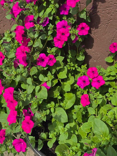 A close-up, overhead shot captures a vibrant display of bright pink petunias cascading over the edge of a dark planter. The flowers, with their trumpet-shaped blooms and dark centers, are densely packed among lush, green foliage. A textured, brown wall serves as the backdrop, casting subtle shadows from the plants. The scene appears to be outdoors, bathed in natural sunlight, suggesting a garden or patio setting. The image is devoid of any people or specific city landmarks, therefore it is not possible to determine its location within Sofiivska Borshchahivka, Ukraine based on the visual information provided.