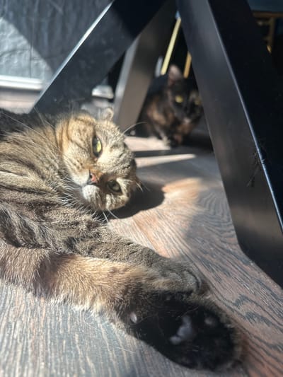 The image shows two domestic cats resting on a wooden floor bathed in sunlight. The foreground features a tabby cat lying on its back, stretching out a paw. Its head is tilted, and its green eyes are partially closed, suggesting relaxation or sleepiness. Sunlight casts a shadow on the floor, highlighting the texture of the wood grain. In the background, another cat, also with dark fur and yellow eyes, is visible in the shadow of a dark metal structure, likely furniture. The overall scene evokes a sense of peace and warmth. The setting appears to be indoors, possibly a home, given the presence of furniture and the domestic nature of the subjects. The bright sunlight indicates it's daytime, likely mid-morning or afternoon. No text is visible in the image.