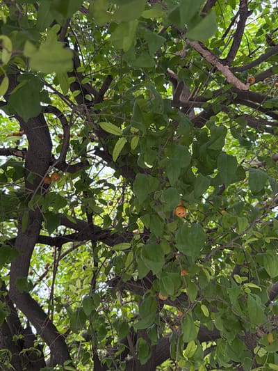 This is a ground-level, upward-facing photograph of a tree with green leaves and small, round, orange fruits. The tree's branches, some thick and gnarled, others thin and twiggy, crisscross the frame. The leaves are a vibrant green and appear lush, with many obscuring the view of the sky, which is visible in patches as a bright, washed-out white, suggesting it is daytime. The fruits, scattered among the leaves, are the most prominent points of color against the greenery. They are roughly spherical and have a smooth skin. Some fruits are clustered together, while others are solitary. The overall impression is one of abundance and natural growth. The presence of fruits suggests it might be harvest season, or the tree is in the process of bearing fruit. The thick bark of the main branches indicates a mature tree. The scene is one of nature, possibly in a park, garden, or natural setting within Delhi, India, given the location context. There is no visible text in the image.