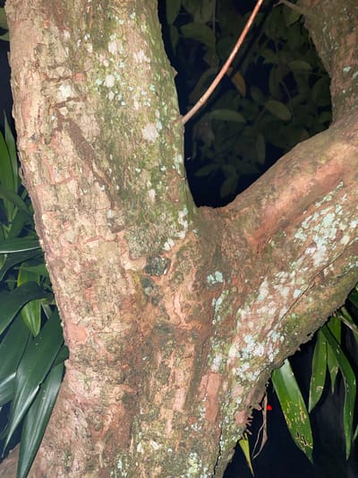 A close-up, low-light photograph of the textured bark of a tree trunk in Banjarmasin, Indonesia. The bark is a mottled brown and tan, with patches of green and white lichen or moss. The trunk splits into two main branches, with a third, smaller branch extending upwards. Dark green foliage is visible on the left and right sides of the frame, and the background is dark, suggesting nighttime. A thin, reddish-brown vine or twig runs diagonally across the upper right portion of the image. There are no people or animals visible in the image.