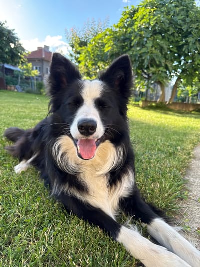 A black and white Border Collie dog is captured lying playfully on its back on a lush green lawn in Berkovitsa, Bulgaria. The dog is positioned diagonally across the frame, with its head slightly lifted and turned towards the viewer. Its mouth is open with its pink tongue visible, suggesting it might be panting, smiling, or simply relaxed. Its eyes appear mostly closed or squinted due to the bright sunlight. The dog's characteristic black and white fur, with white markings on its face and chest, is prominent.

The setting is outdoors on a bright, sunny day, likely midday or afternoon, indicated by the clear blue sky with a few white clouds and the strong sunlight creating highlights on the grass and the dog's fur. In the blurred background, green trees and a distant building can be seen, hinting at a natural or residential environment. A grey, paved path or drive is visible along the edge of the grass. The photograph is taken from a low angle, emphasizing the dog's expression and position, with a shallow depth of field that keeps the dog in sharp focus while softly blurring the surroundings. No text is visible in the image.