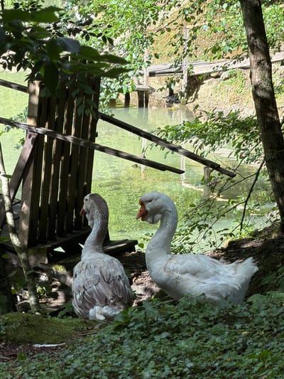 Two geese are standing on the bank of a body of water. The goose on the left is facing away from the camera, and its plumage is a mix of grey and white. The goose on the right is facing the camera and is entirely white. They are positioned near a wooden structure that appears to be part of a walkway or pier. The environment is natural, with lush green foliage and trees surrounding the water. The water itself is a greenish-brown color, reflecting the surrounding greenery. The scene suggests a tranquil, outdoor setting, possibly a park or a rural area. The location is identified as Semenovka, Russia.