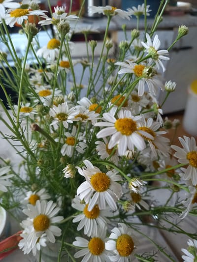 A bouquet of daisies is displayed against a blurred background. The daisies, with their white petals and yellow centers, are the primary subjects of the image. They are arranged in a dense cluster, with some flowers in full bloom and others still budding. The stems are green and slender, and delicate green foliage is visible among the flowers. The background is out of focus, showing hints of indoor elements such as a countertop, a container, and possibly some shelving. The lighting suggests an indoor setting, possibly a home or a shop. There are no people or animals present in the image. The overall impression is one of fresh, natural beauty. The image does not provide any specific information or visual cues that would allow for a determination of its location within the city of Sterlibashevo, Russia.