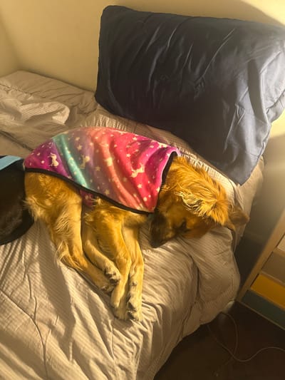 A medium-sized, golden-brown dog is curled up and sleeping on a striped, light gray bedspread. The dog is wearing a colorful unicorn-themed blanket or coat, predominantly pink, purple, and turquoise. A dark blue pillow is positioned to the left of the dog. The bed is located near a light-colored wooden surface, possibly part of a nightstand or headboard, with some wires extending from it. The scene is indoors, and no information indicates the location in the city of Avellaneda, Argentina.