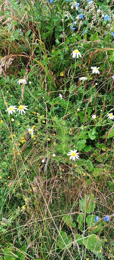 A close-up, eye-level shot captures a dense, overgrown meadow with a variety of wildflowers and grasses. Daisies with white petals and yellow centers are prominent, interspersed with smaller yellow flowers and tall green stalks. Some dried, brown grasses add texture and a wild appearance. The background is a blur of green foliage. The scene is set in an outdoor environment in the city of Podgornoye, Russia. There are no people or animals visible in the image.