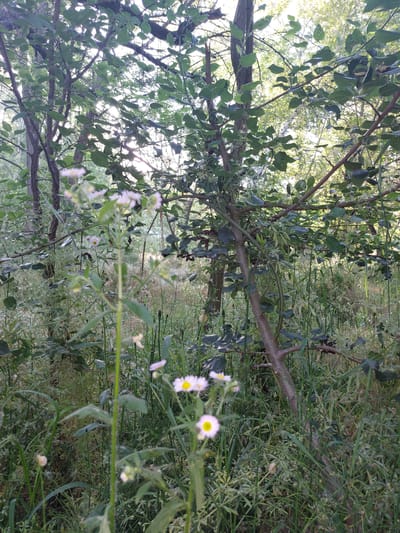 The image depicts a close-up of a cluster of small, white wildflowers with yellow centers, growing in a naturalistic setting. The flowers are in sharp focus in the foreground, with their delicate petals and stems clearly visible. Behind them, the background is a dense, somewhat blurred scene of greenery, suggesting a natural environment such as a park, garden, or wild patch of land. The foliage consists of various types of leaves and grasses, with dappled sunlight filtering through the trees above, creating a soft, ethereal glow. The overall impression is one of natural beauty and tranquility, with the wildflowers serving as the focal point against a verdant, sunlit backdrop. There are no people or man-made structures visible in the image.