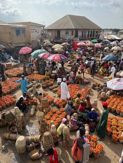 The image depicts a bustling open-air market in Rafin Par, Nigeria. The scene is dominated by large quantities of fresh tomatoes, piled high in woven baskets of various sizes and shapes. Numerous people, dressed in a variety of clothing styles including traditional garments and head coverings, are engaged in the activities of the market. Some are standing, others are sitting, and a few are actively engaged in transactions or organizing produce. Umbrellas of different colors and sizes are scattered throughout the market, providing shade for vendors and shoppers. In the background, buildings with corrugated metal roofs and stucco exteriors suggest a semi-urban or town setting. The ground appears to be a dirt or sandy surface, typical of many outdoor markets. The overall atmosphere conveys a sense of lively commerce and community interaction.