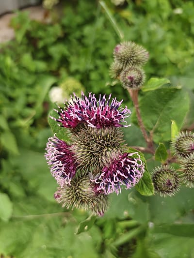 A close-up, shallow depth of field shot captures a cluster of burdock flower heads against a blurred green background of foliage. The burdock heads are spiky and a mix of green and purple hues. Some of the burdock heads are in bud, while others have begun to open, revealing delicate purple and white filaments. A small fly is visible on one of the opened flower heads. The overall impression is one of natural growth in an outdoor setting, possibly a park or natural area in Rodniki, Russia.