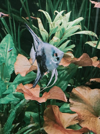 The image shows an angelfish swimming in an aquarium. The fish is silver and black with long, flowing fins. It is surrounded by lush green aquatic plants and some brown, decaying leaves. In the background, other fish can be seen swimming amongst the plants. The lighting is dim, creating a serene atmosphere. The location of this image is an aquarium in Süpplingen, Germany.
