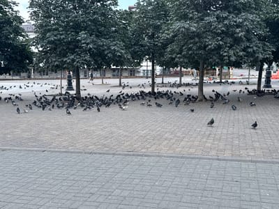 The image depicts an outdoor scene in Novorossiysk, Russia, likely a public square or promenade, characterized by a large flock of pigeons on a paved ground. Several trees with dense green foliage are visible, providing shade. In the background, a white building with multiple windows and architectural details suggests an urban setting. A few individuals are seen walking in the distance, indicating pedestrian activity. The foreground is dominated by the textured pattern of grey paving stones, with the pigeons scattered across it, some in groups and others individually. The lighting suggests it is daytime, with diffused light indicating an overcast or partially cloudy sky.