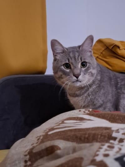 A grey tabby cat with striking green eyes peers down from an elevated position. The cat is mostly in focus, with its head and upper body visible. Its fur displays the characteristic tabby markings of stripes and swirls. The cat's gaze is directed towards the viewer, conveying a sense of curiosity or alertness.
The background is slightly blurred, suggesting the image was taken with a shallow depth of field. To the left of the cat, a crumpled piece of mustard-yellow fabric is visible. To the right, a portion of a patterned blanket or textile with brown and white abstract designs is present. Below the cat, dark blue upholstery, possibly a piece of furniture, is seen. A bright yellow surface, another part of the furniture, is visible in the lower left corner.
The lighting appears to be soft, and the scene suggests an indoor setting, possibly a home. There are no discernible cues for the time of day or weather conditions. The overall mood is one of quiet observation, centered on the cat's engaging expression. No text is visible in the image. The location context provided is Zemun Urban Municipality, Serbia, which does not offer specific visual clues within the image itself.