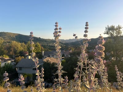 The image depicts a residential area in Oak Park, United States of America, viewed from a slightly elevated position through a foreground of blooming California white sage. The foreground consists of numerous tall, flowering California white sage plants, with their characteristic pale leaves and clusters of lavender flowers. In the midground, houses with gray roofs are visible among the trees. The background shows rolling hills and a clear, blue sky, suggesting a late afternoon or early morning light. There are no people visible in the image. The overall environment appears to be a suburban area bordering a natural landscape.