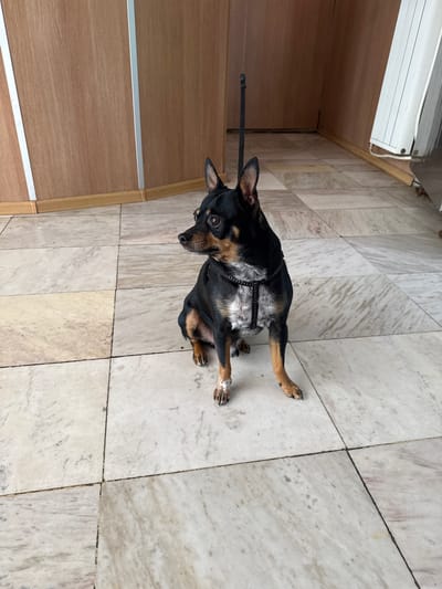 A black and tan dog is sitting on a marble-tiled floor, wearing a black harness and leash. The dog is looking to the left of the frame. The floor is adjacent to a wooden wall. The location is likely indoors. The city of Yambol, Bulgaria is not discernable from the image.