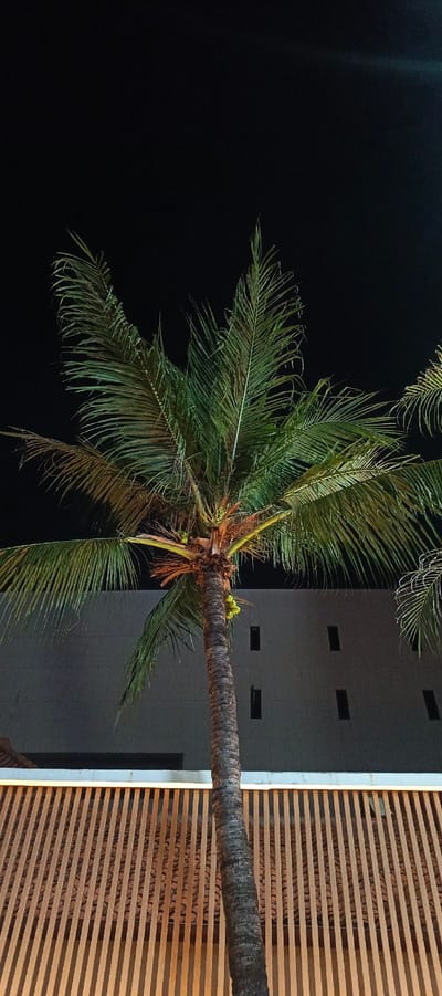 The image displays a coconut palm tree with green fronds illuminated by artificial light against a dark night sky. The tree trunk is textured and appears rough. A cluster of green coconuts is visible on the right side of the trunk. Behind the palm tree, a modern building facade is visible, characterized by a smooth, light-colored surface and several rectangular windows. In the foreground, a patterned structure composed of vertical wooden slats is present, illuminated from above with a warm light. This structure suggests an outdoor seating area or a decorative facade. The scene is set at night, indicating an outdoor urban environment. Given the visual cues and common architectural styles, this scene is consistent with a location in Surabaya, Indonesia, likely a resort, hotel, or public space.