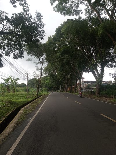 The image displays an asphalt road in Ariyalai East, Sri Lanka, under an overcast sky. The two-lane road features a solid white line on its left edge and broken yellow lines delineating the center, extending into the distance with a gentle rightward curve. To the immediate left of the road, a concrete-lined drainage ditch is visible, beyond which lie green cultivated fields featuring banana trees and a wooden utility pole supporting multiple overhead power lines/cables. The right side of the road is bordered by a dense row of tall, leafy trees, several exhibiting epiphytic ferns on their trunks. Distant structures with a partially legible white sign are visible through the trees on the right. Two individuals are operating motorcycles traveling away from the viewer. The foremost motorcycle is a magenta-colored scooter, ridden by a person wearing a red helmet and a dark top. A second, darker motorcycle is visible further down the road.
