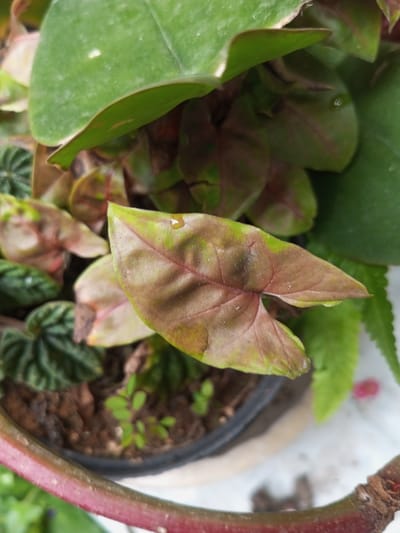 The image presents a close-up, downward-angled view of a collection of cultivated plants, likely situated in a pot in Ciherang, Indonesia. The dominant subject in the foreground is a distinct arrowhead-shaped leaf, characteristic of a Syngonium podophyllum (arrowhead plant). This leaf showcases a striking blend of reddish-brown and green variegation, with its prominent veins highlighted in a darker red. A small, clear water droplet rests on its surface.

Behind the central Syngonium leaf, several other similar leaves are partially visible, exhibiting comparable green and reddish patterns. Above these, a larger, plain green leaf from another plant partially fills the upper portion of the frame. To the immediate left, a plant with small, dark green, rippled or textured leaves, possibly a Peperomia species, adds further botanical variety.

The bottom section of the image reveals the rim of a black plant pot, filled with dark brown soil from which tiny green seedlings are sprouting. A thick, reddish-brown stem or vine arches across the bottom of the frame, partially obscuring the pot. On the right side, parts of a fern-like plant with delicate, serrated green fronds are visible.

The scene is brightly lit, suggesting daytime conditions, and the soft, even lighting avoids harsh shadows. The water droplet on the leaf implies either recent watering or natural moisture. No human subjects or discernible text are present in the image. The overall impression is one of lush plant life with diverse foliage textures and colors.