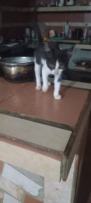 Two black and white kittens on a brown tiled surface, next to a countertop with textured tiles. One kitten is slightly behind the other, both facing forward with paws outstretched. One kitten's tail is visible, blurred from movement. A metal pot is visible in the lower left, with various items on shelves behind it.