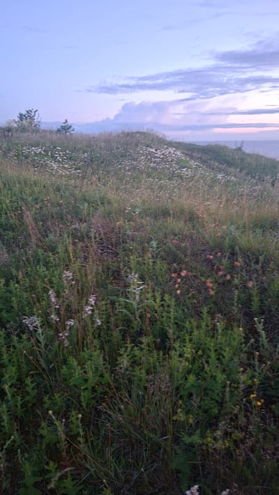 A low-angle, vertical, medium shot captures a grassy hillside covered with wild flowers and vegetation, overlooking the sea under a pale blue sky with wispy clouds. The foreground is dominated by lush green grass and smaller flowering plants, some with white and pinkish blooms. Towards the middle ground, the vegetation becomes sparser, with more dry grasses and scattered patches of pinkish-orange flowers. A lone, small evergreen tree stands on the crest of the hill to the left. The background shows a calm sea meeting the horizon under a soft, diffused sky, possibly at dusk or dawn. The overall scene suggests a natural, undeveloped landscape. The image appears to be taken from the vicinity of Paldiski, Estonia, given the coastal scenery and vegetation common to the region.