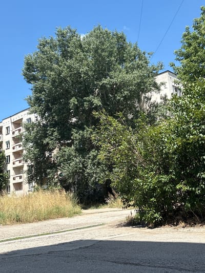 The image depicts an outdoor urban scene on a clear, sunny day in Harmanli, Bulgaria. In the background, a light-colored, multi-story apartment building with visible balconies stands partially obscured by dense, green foliage from a large tree. The tree's leaves are a vibrant green, and its branches spread widely. To the right of the apartment building, another tree with similar green foliage is visible. The foreground features a paved area, possibly a road or courtyard, with patches of dry, yellow grass growing along its edge. The pavement shows some signs of wear and tear, with cracks and darker patches. The sky above is a bright, cloudless blue. There are no people or visible activity in the image. The overall impression is one of a typical residential area in a town during daytime.