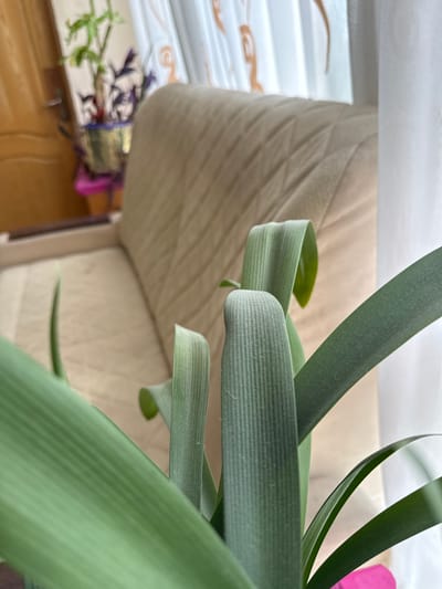 The image shows a close-up of green plant leaves with a blurred background. The leaves are long and slender, with visible veins running parallel to their length. Some of the leaves are curved, creating a sense of depth and movement. In the background, a beige upholstered surface, possibly a couch or mattress, is visible. To the left and further in the background, there are hints of blinds or curtains with a decorative pattern, and a glimpse of what appears to be a wooden surface. There is also a hint of a pink object, possibly a flower petal, in the upper right corner. The lighting suggests it is daytime, with natural light filtering in from a window. The scene appears to be indoors, in a domestic setting. There is no visible text. The focus is on the texture and form of the plant leaves.