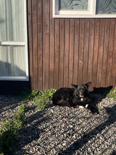 A medium shot captures a black and white dog lying on its side on a bed of small, dark gray gravel, adjacent to a brown, wooden-paneled building. The lower portion of two windows with white frames are visible along the left side of the frame. Patches of green vegetation punctuate the edge of the gravel. The location cannot be confirmed as Ushuaia, Argentina, without further information.