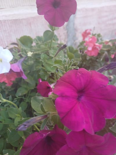 A close-up, slightly blurry shot focuses on several vibrant pink and purple petunias blooming amongst lush green foliage. The flowers, with their characteristic trumpet shapes and soft, velvety petals, are the primary subjects. One large, deep pink petunia dominates the center-right of the frame, its petals unfurling outwards. To its left and slightly out of focus, another large, magenta petunia is visible. Further back, a cluster of smaller, lighter pink flowers add depth. Several unopened buds, some a deep purple, are also present, suggesting a continuous bloom. The background is a soft, out-of-focus wash of pink and white, possibly a textured surface like a wall or fabric. The lighting suggests it could be daytime, possibly overcast, as there are no harsh shadows. The scene is natural and serene, evoking a sense of simple beauty. There is no visible text in the image. The location context of Novosibirsk, Russia, does not provide any specific visual cues within the image itself, but it sets a general geographic and potential climatic context for the flora.