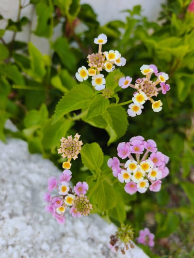 This media file is a close-up, vertical, eye-level shot of clusters of Lantana flowers in varying stages of bloom. The flowers are small and grouped together in rounded clusters. Some clusters are primarily in shades of pink and white with yellow centers, while others are beginning to show their pink and white petals emerging from bud-like formations. The background consists of vibrant green foliage, suggesting an outdoor setting. To the left and bottom left of the frame, a textured, light-colored surface, possibly a wall or decorative stone, is visible. The lighting appears natural, consistent with daytime. The focus is sharp on the flowers, with the background slightly blurred, creating a shallow depth of field that highlights the botanical subjects. The scene conveys a sense of natural beauty and the delicate details of blooming flowers. Based on the provided location context, this scene is likely situated in Dehesa De Campoamor, Spain. No text is visible in the image.