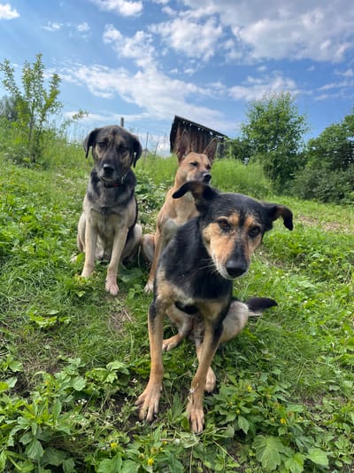 This media file showcases three dogs in a grassy outdoor setting, likely a rural or semi-rural area given the presence of trees and what appears to be a rustic structure in the background. The dogs are of mixed breeds, with varied coat colors ranging from tan to black and grey. Two of the dogs are positioned in the foreground, with one looking directly at the camera with an attentive expression, while the other is partially visible behind it. A third dog is further back, also looking towards the camera. The dogs appear relaxed and comfortable in their surroundings.
The scene is bathed in natural light, suggesting it is daytime, and the presence of green grass and lush foliage indicates a warm weather season, likely spring or summer. The sky above is visible with scattered clouds, contributing to a pleasant outdoor ambiance. There are no people visible in the frame. The activity taking place is simply the dogs being present in the outdoor environment, possibly resting or observing their surroundings. There are no visible text elements in the image. The overall impression is one of a candid moment capturing domestic animals in a natural habitat.