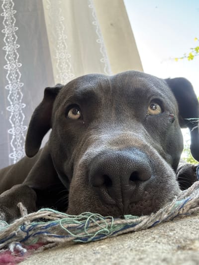 A close-up, low-angle shot captures the face of a dark gray dog lying down, its head resting on a textured surface, possibly a rug or mat with blue, green, and white threads. The dog's large nose is in the foreground, with its eyes looking slightly upwards and to the left. A small, dark mark is visible on the dog's right cheek, near the eye. The background consists of a light-colored, sheer curtain with a decorative pattern on the left side and a bright, sunlit sky with faint green foliage on the right. The overall environment suggests an outdoor setting, likely a patio or garden area. The image was taken in Zornitsa, Bulgaria.