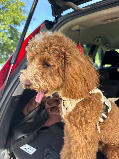 The image shows a close-up of a golden-brown poodle-mix dog, lying down in the back of a car. The dog is wearing a tan and white harness. Its tongue is sticking out, suggesting it may be panting or hot. The interior of the car is visible, with black upholstery and some brown fabric. Outside the car, green trees and a blue sky are visible, indicating it is daytime and likely fair weather. The image is likely taken in Ozerki, Russia. No visible text.
