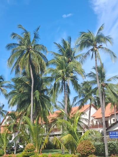 The image shows a clear blue sky with scattered white clouds above several tall palm trees. In the background, there are buildings with orange tiled roofs and white walls, suggesting a resort or residential area. A sign with Vietnamese text is visible on the right side of the image, indicating a location in Phu Thuy Ward, Vietnam. The foreground features lush green grass and manicured bushes. The scene is well-lit, indicating daylight. No people are visible in the image.