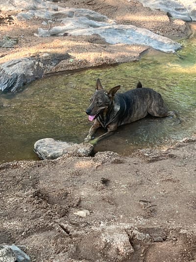 A brindle-colored dog lies partially submerged in shallow, murky water with a rocky embankment to its left and a sandy bank to its right. The dog's head is turned towards the left, with its mouth open and tongue hanging out, indicating exertion or happiness. Its body is stretched out, with its front paws extended into the water and its hind legs submerged. The water appears to be a natural stream or river, with green algae or moss growing on the rocks and in the water. The rocky embankment is composed of large, greyish-brown boulders and smaller stones, with some sparse vegetation growing between them. The sandy bank is rough and dry, with small pebbles and debris scattered across its surface. The overall impression is one of a natural outdoor setting, possibly a riverbed or creek, where the dog is cooling off or playing. The lighting suggests it is daytime, with sunlight casting shadows on the rocks and sand. The scene evokes a sense of relaxation and natural enjoyment.