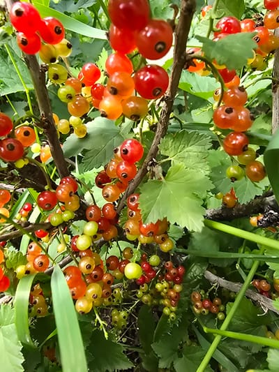 A close-up, eye-level, outdoor shot captures a cluster of ripening red currants on their branches, set against a backdrop of lush green leaves. The currants, varying in color from pale green to deep red and orange, are plump and appear slightly translucent, with visible darker seeds or imperfections. Some berries are fully formed, while others are still developing. The branches are brown and textured, interwoven with the vibrant foliage. The image appears to be taken during daylight, with natural light illuminating the scene. The location is specified as Ермолаево, Russia, suggesting a natural or garden setting within that city. No people or animals are present in the frame.