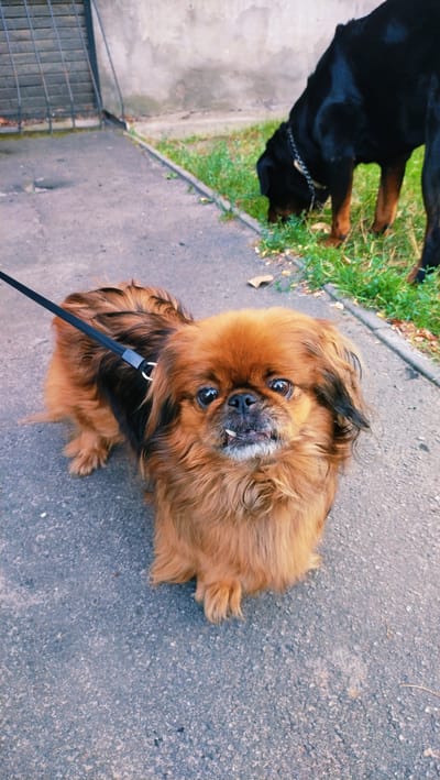 In Horishni Plavni, Ukraine, a small, fluffy, ginger-colored Pekingese dog with black markings stands on a paved walkway. It is attached to a black leash, which extends out of frame to the left. The dog faces the camera, its mouth slightly open, revealing small teeth and a bit of tongue. Behind the Pekingese, a large black Rottweiler is visible, its head lowered as it sniffs the grassy area bordering the walkway. The environment appears to be outdoors, with a concrete wall and a metal fence visible in the background. The ground is a mix of asphalt and grass, with some fallen leaves scattered around. The lighting suggests it is daytime.
