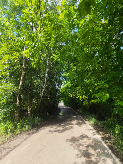 The image shows a paved road lined with lush green trees on both sides, forming a canopy overhead. The road curves slightly into the distance, where it appears to continue into a wooded area. Sunlight filters through the leaves, casting dappled shadows on the road. There is a small puddle of water on the road near the left edge of the frame. The environment suggests a park or a scenic road in a suburban or rural setting. Based on the context provided, this scene could be located in Balashikha, Russia, a city known for its green spaces and proximity to nature.
