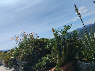 The image shows an outdoor setting with a variety of plants, including aloe vera, orange cosmos flowers, and dense green shrubs. In the background, rolling hills and mountains are visible under a bright blue sky with thin clouds. The perspective suggests the plants are arranged on a raised area, possibly a balcony or rooftop, overlooking a landscape. The scene appears to be a garden or a cultivated outdoor space. There are no people or animals visible. The lighting indicates it is daytime. The presence of mountains in the background is consistent with parts of Caracas, Venezuela, a city known for its mountainous terrain.