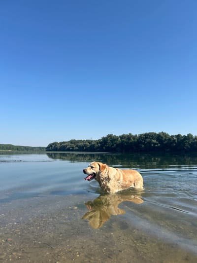 A golden retriever dog is standing in the shallow water of a river, with its head turned to the right and its tongue hanging out. The dog's fur is wet, and it appears to be enjoying the water. The river is calm, with a clear blue sky overhead. The background shows a lush green forest lining the riverbank. The image was taken in Belene, Bulgaria, likely at the Danube River.