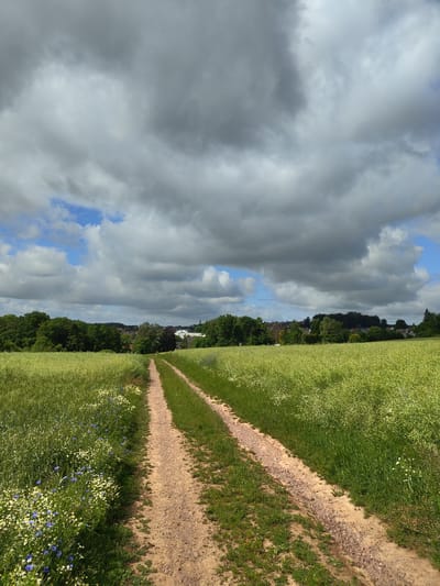 The image presents a rural landscape, likely situated on the periphery of Mettlach, Germany. The sky occupies the upper two-thirds of the frame, characterized by extensive, medium-grey stratocumulus clouds that display varying densities, with intermittent patches of bright blue sky visible, particularly towards the left and central-right portions. The illumination is consistent with an overcast but bright daytime condition.
In the foreground, a dirt track, featuring two distinct, parallel reddish-brown earth ruts, extends from the bottom center towards the distant horizon, subtly curving leftward. The track's surface consists of fine soil and small gravel. It is flanked on both sides by dense, verdant fields. The field on the left contains tall, light green vegetation, consistent with cereal crops, interspersed with a cluster of small blue and white wildflowers along the path's edge. The field on the right also displays uniform, dense green vegetation.
In the midground, a thick band of diverse green trees forms a clear horizon line, behind which architectural structures are partially visible. These include several white buildings with dark or reddish roofs, indicative of a distant town or village. A slender, dark spire or tower, consistent with a church steeple, is discernible on the right side of the distant settlement, rising above the treeline. No people, animals, or active subjects are present within the captured scene.