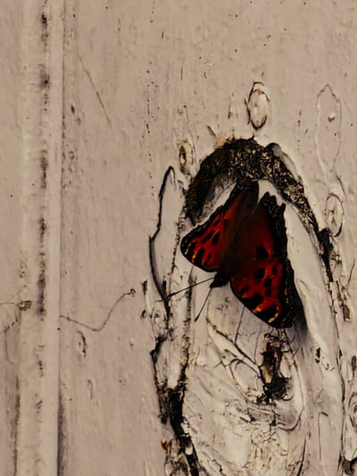 A butterfly with dark red and black patterned wings is perched on a textured, light-colored, weathered surface, possibly wood or stone. The surface has an uneven, almost peeling texture with darker lines and shadows suggesting age and wear. A dark, rough material, possibly bark or dried vegetation, is visible behind and around the butterfly. The lighting is subdued, highlighting the texture and the butterfly's colors. The scene appears to be an outdoor environment. This image was taken in Erkalovo, Russia.