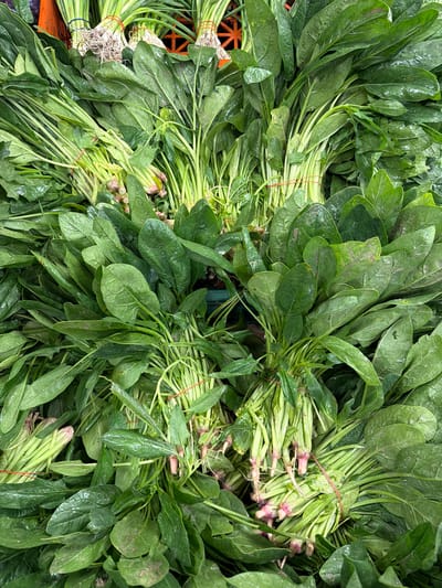 A high-angle, full-frame shot shows a large pile of fresh spinach bunches. The spinach leaves are a deep green, and many are glistening with water droplets. The stems are pale green, with some showing hints of pink near the base where they are tied together with red rubber bands. The bunches are tightly packed together, obscuring the surface they rest upon, although the edge of an orange plastic crate is visible at the top of the image, as is a glimpse of green crates beneath the spinach. The overall impression is one of abundant, freshly harvested produce, likely at a market. The scene is devoid of people. Without any identifiable landmarks or street signs, the specific location in Istanbul, Turkey, cannot be determined.