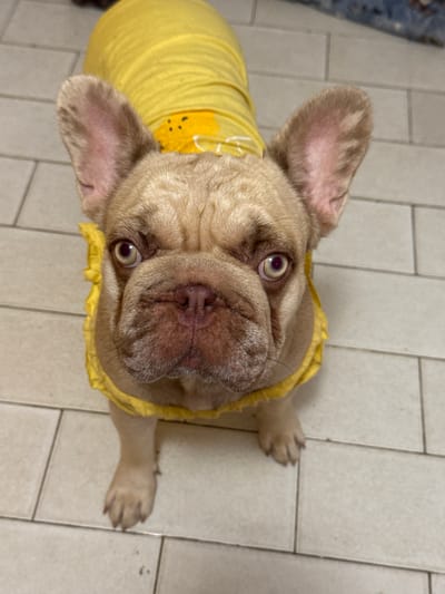 A light tan French bulldog, wearing a bright yellow garment with a cartoon character print, is positioned centrally in the frame, looking directly upwards at the camera. The dog's large ears stand erect, and its facial features, including its wrinkled snout and expressive eyes, are clearly visible. The dog is standing on a tiled floor, with the tiles appearing to be a light beige or cream color and arranged in a grid pattern. The background consists of more of the same tiled flooring. There are no visible indications of the city of San Benedetto del Tronto, Italy within the image itself.