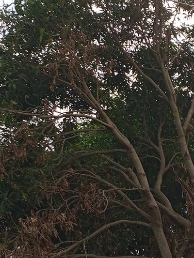 A medium shot captures a dense canopy of a mature tree, predominantly featuring its branches and leaves. The tree's bark is rough and textured, a mix of brown and gray tones. Its branches spread outward, some thick and sturdy, others thinner and more delicate, creating a complex network. A significant portion of the leaves appear dry and brown, interspersed with healthy green foliage, suggesting a possible seasonal change or a condition affecting parts of the tree. The background is a blur of sky and distant foliage, indicating an outdoor setting. This scene is located in Mararaba, Nigeria, a peri-urban area characterized by a mix of residential, commercial, and natural environments. The image is devoid of any human presence or specific actions, focusing solely on the botanical subject.