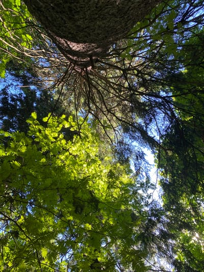 A low-angle shot looks up through the canopy of trees in Pargolovo, Russia. The image is dominated by the textured bark of a large tree trunk on the left, with its branches extending upwards and outwards. Below this, a cluster of bright green leaves catches the sunlight, creating a vibrant contrast. Further back, darker green foliage and branches create a denser layer, with glimpses of a clear blue sky visible through the gaps. The overall impression is one of looking up from the forest floor into the dense, sun-dappled greenery of a summer day.